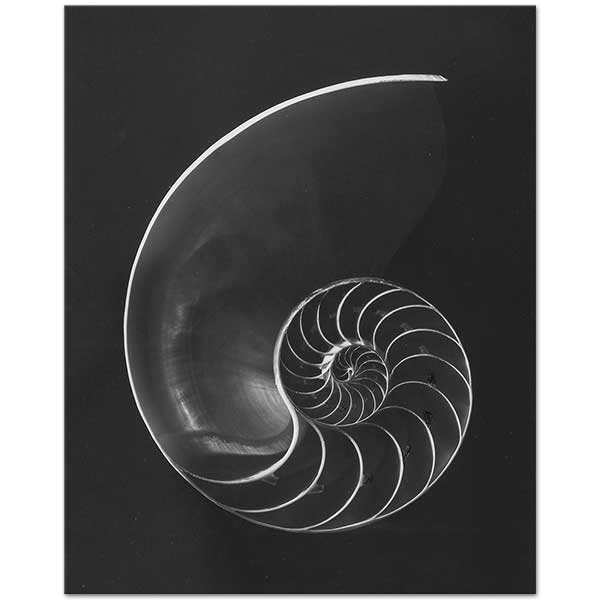 Andreas Feininger Nautilus Pompilius Kanvas Tablo