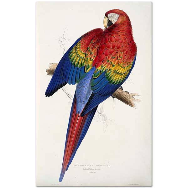 Edward Lear Macrocercus Aracanga Papağanı
