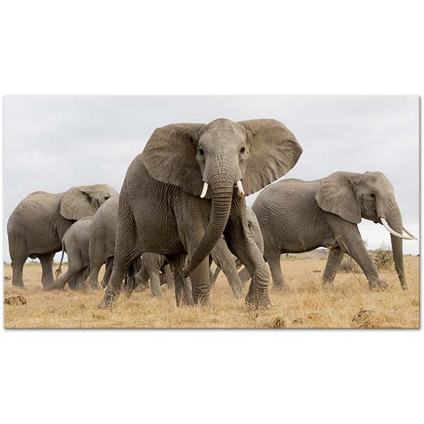 Elephants On African Safari Art Print