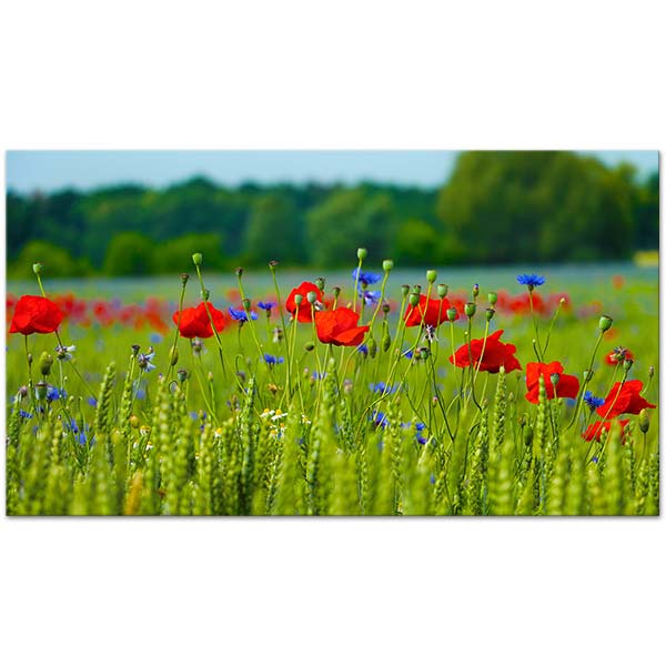 Field With Red Poppies Art Print