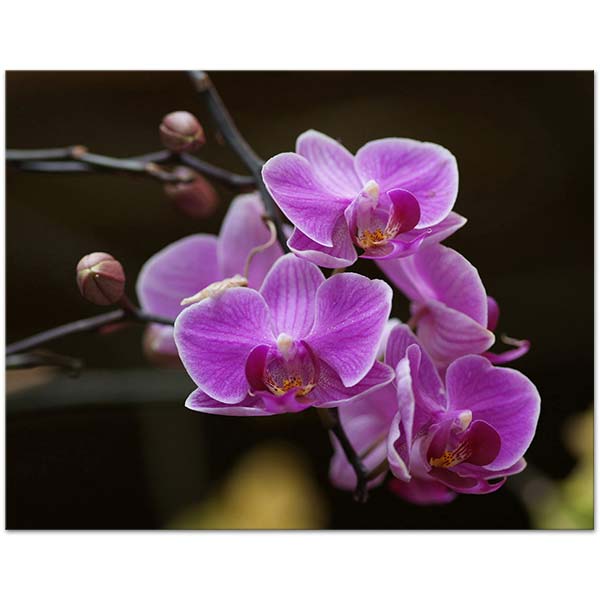 Fuchsia Orchid Art Print