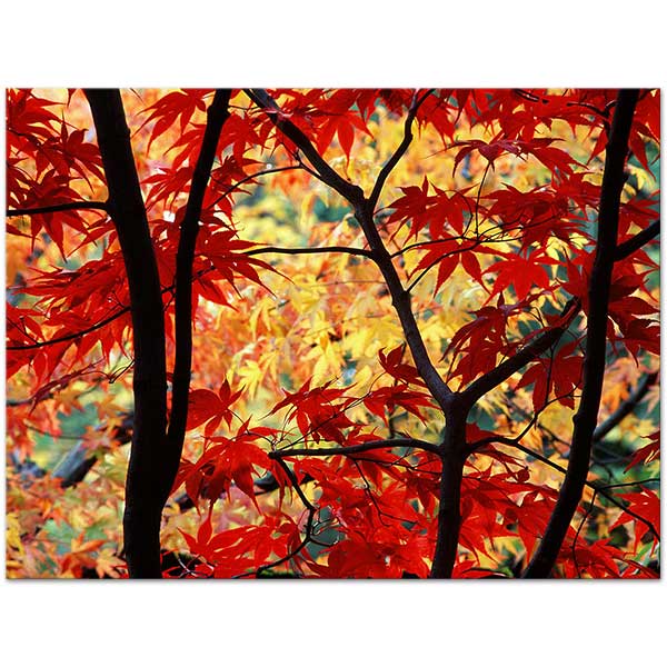 Magic of Autumn Colors Art Print