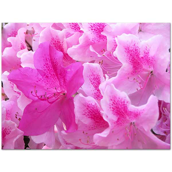 Açelya Rhododendron Kanvas Tablo