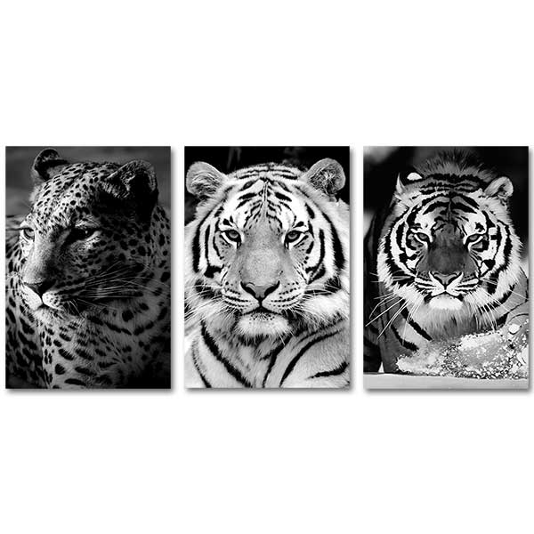 Stunning Tigers 3 Pieces Canvas Set Art Print