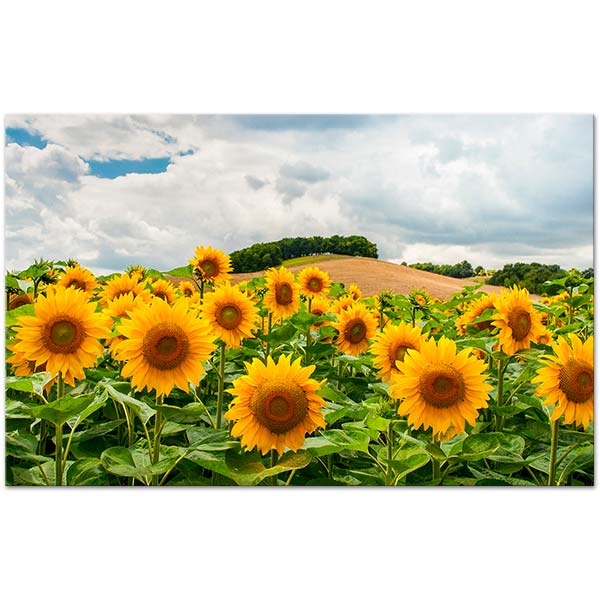 Sunflowers in the Field Art Print
