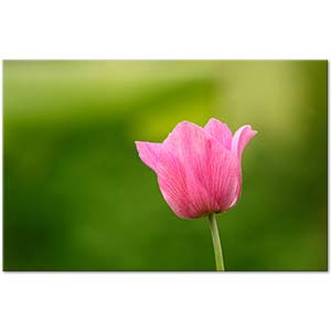 A Pink Tulip Art Print