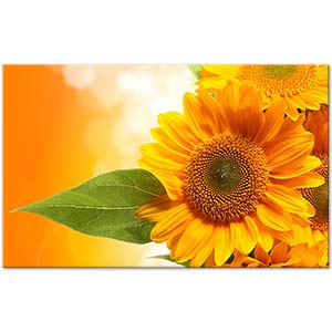 A Sunflower Art Print