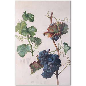 Anton Hartinger Şaraplık Üzüm Kanvas Tablo