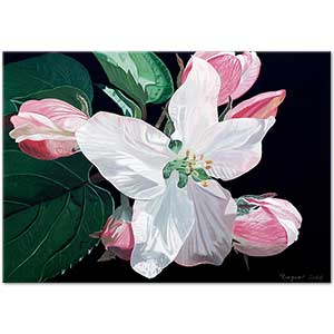 Dagmar Gogdun Chinese Hibiscus Art Print