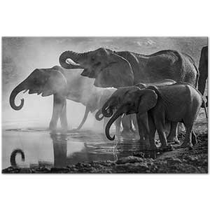 Su Kıyısında Filler Kanvas Tablo