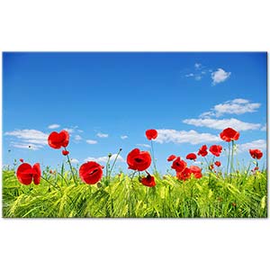 Flower Field With Red Poppies Art Print