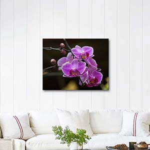 Fuchsia Orchid Art Print