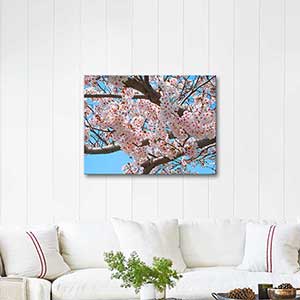 Japan Cherry Blossoms Art Print