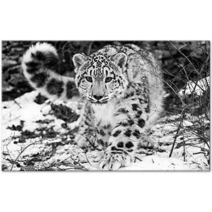 Leopard In The Snow Art Print