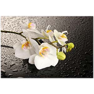 Orchids on the Table Art Print