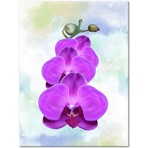 Mor Orkide Kanvas Tablo