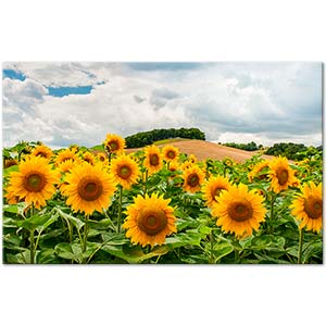 Sunflowers in the Field Art Print