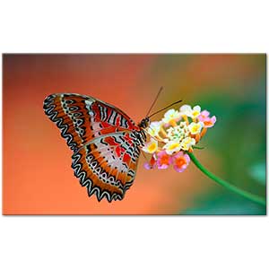 The Butterfly on the Flower Art Print
