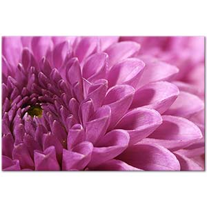 Violet Chrysanthemum Art Print