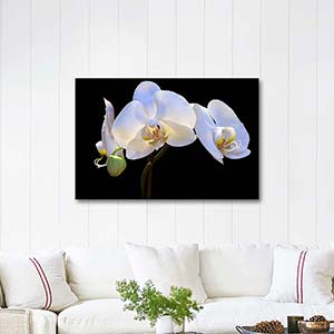 White Orchid Art Print
