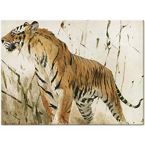 Wilhelm Kuhnert Study Of A Tiger Art Print