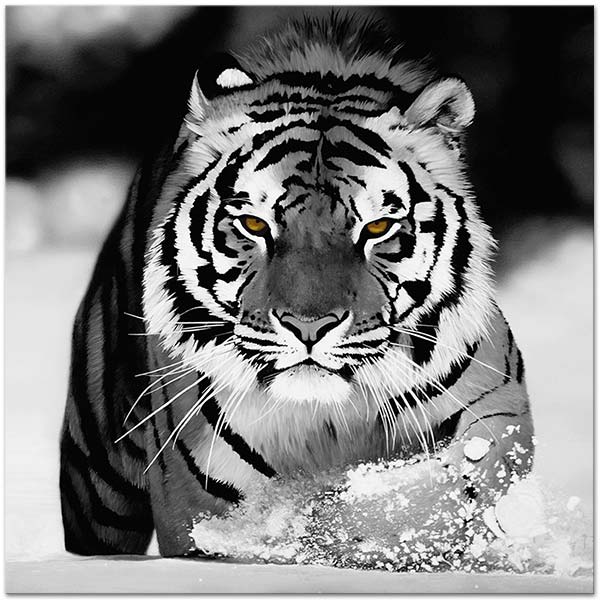 Tiger in Snow Art Print