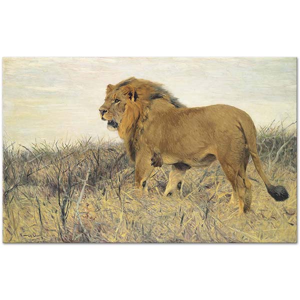Wilhelm Kuhnert A Lion Art Print